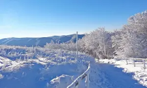 Zimowe ferie podkarpackie. Śnieżny szlak wśród oszronionych drzew i krzewów, z widokiem na ośnieżone góry.