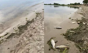 Na lubczyna plaża leżą martwe ryby wśród wodorostów. Smutny widok.