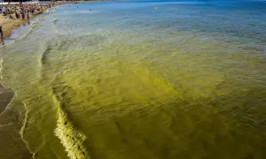 Żółte, mętniejące fale Bałtyku, plaża pełna ludzi. Sinice w wodzie.