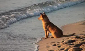 Pies siedzi na piasku, patrząc na fale na plaży dla psów Jastrzębia Góra.
