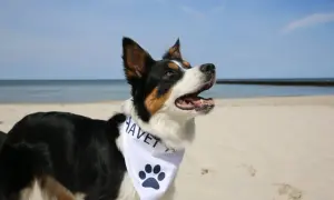 Radosny pies na plaży, gotowy na noclegi nad morzem z psem. Biała bandana z łapą i napisem "HAVET".