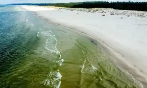 Plaża Słajszewo: szeroka, piaszczysta plaża z zielonkawą wodą i sosnowym lasem w tle. Spokojne fale delikatnie rozbijają się o brzeg.