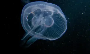 Przezroczysta meduza w Bałtyku, delikatnie unosząca się w ciemnej wodzie.