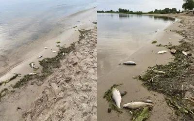 Na lubczyna plaża leżą martwe ryby wśród wodorostów. Smutny widok.