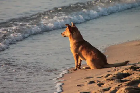 Pies siedzi na piasku, patrząc na fale na plaży dla psów Jastrzębia Góra.