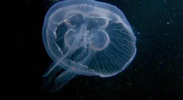 Przezroczysta meduza w Bałtyku, delikatnie unosząca się w ciemnej wodzie.