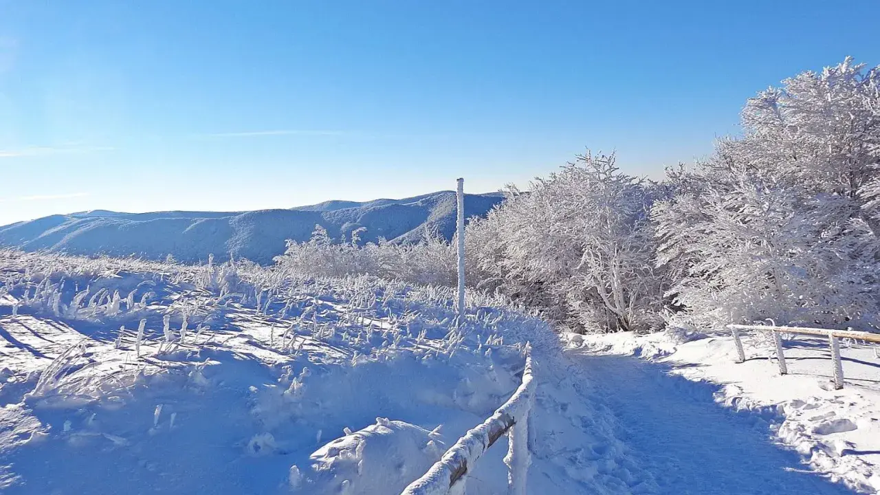 Zimowe ferie podkarpackie. Śnieżny szlak wśród oszronionych drzew i krzewów, z widokiem na ośnieżone góry.