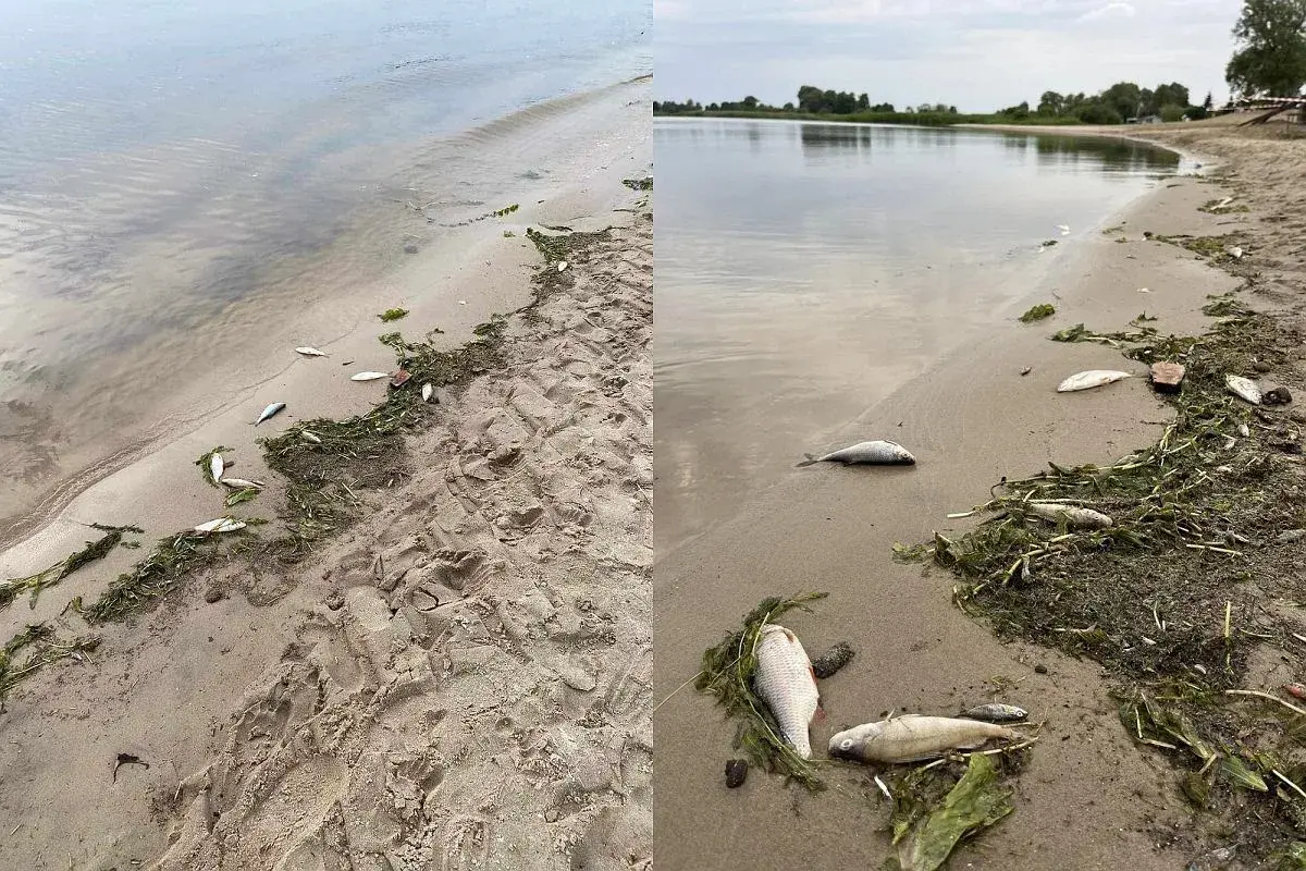 Na lubczyna plaża leżą martwe ryby wśród wodorostów. Smutny widok.