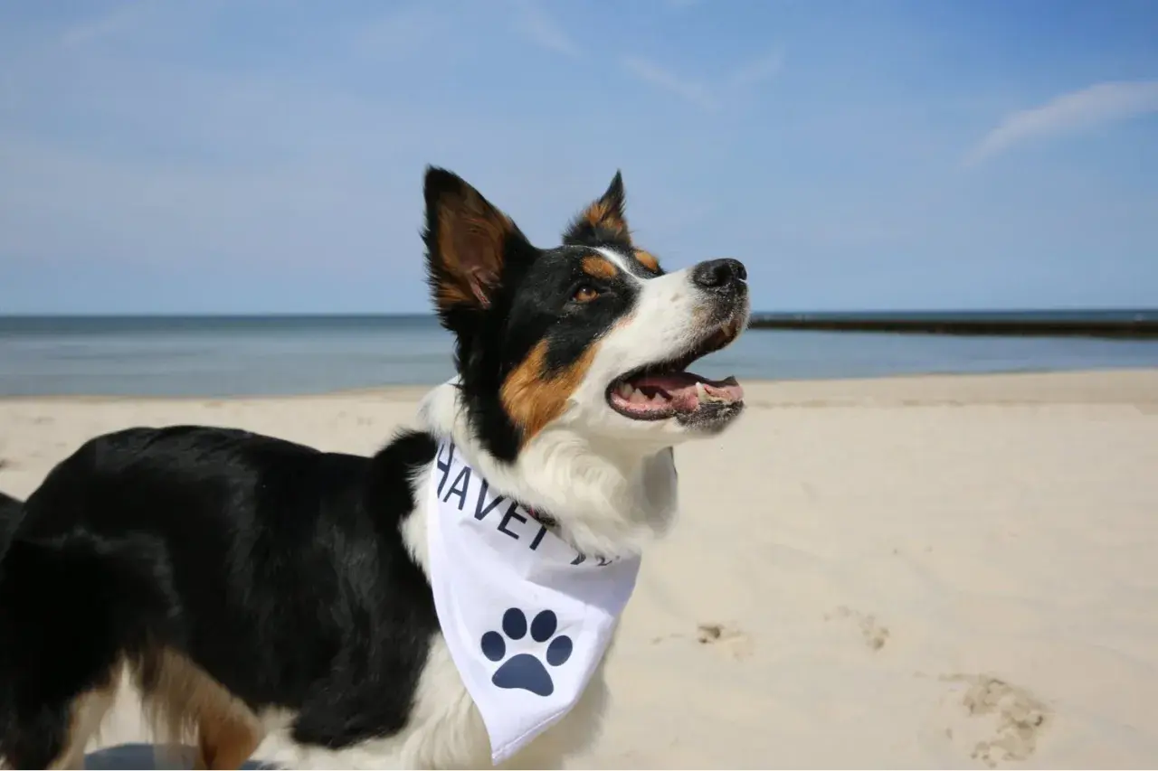 Radosny pies na plaży, gotowy na noclegi nad morzem z psem. Biała bandana z łapą i napisem "HAVET".