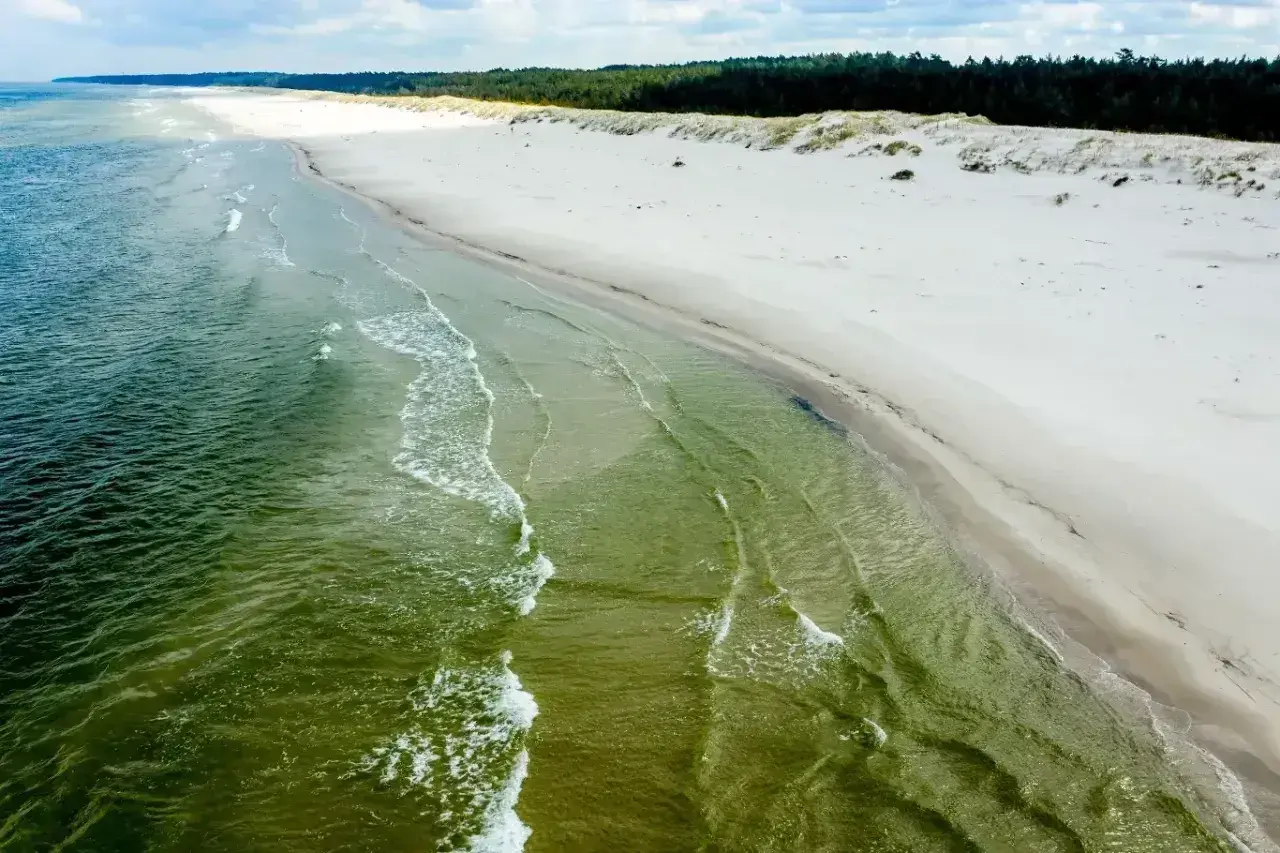 Plaża Słajszewo: szeroka, piaszczysta plaża z zielonkawą wodą i sosnowym lasem w tle. Spokojne fale delikatnie rozbijają się o brzeg.