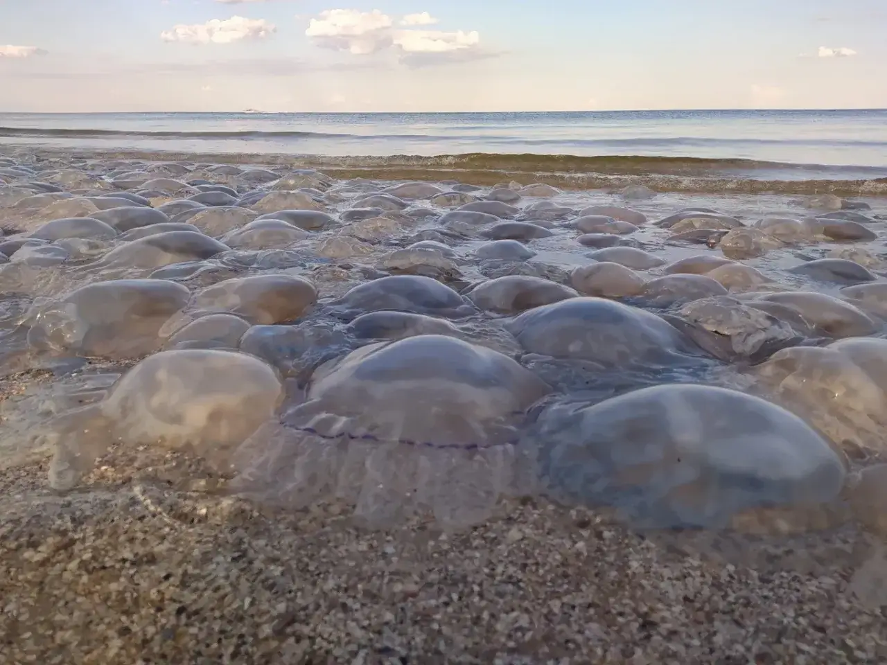 Mnóstwo meduz na plaży w Bałtyku. Fale delikatnie obmywają te galaretowate stworzenia, tworząc niezwykły widok.