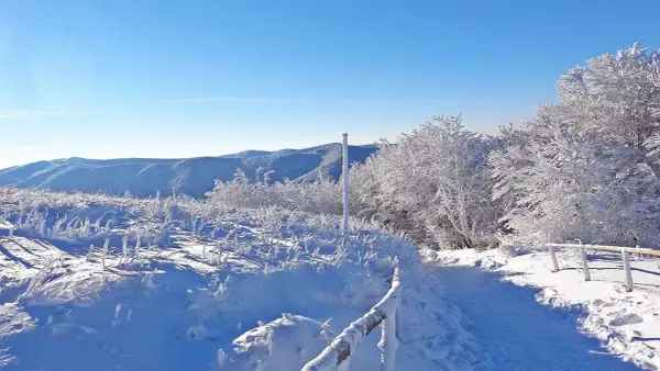Zimowe ferie podkarpackie. Śnieżny szlak wśród oszronionych drzew i krzewów, z widokiem na ośnieżone góry.