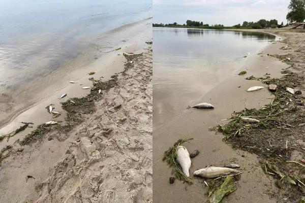 Na lubczyna plaża leżą martwe ryby wśród wodorostów. Smutny widok.
