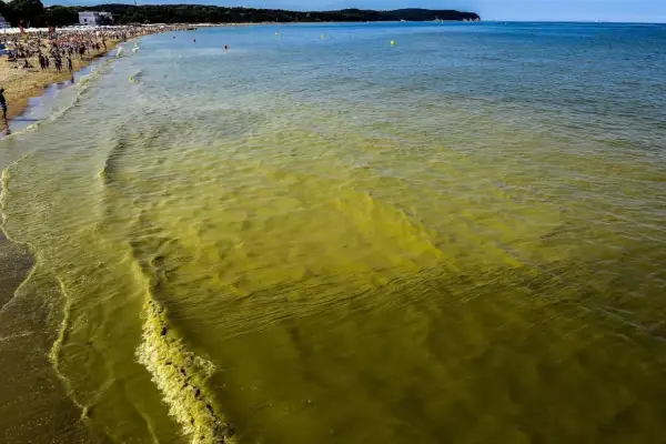 Żółte, mętniejące fale Bałtyku, plaża pełna ludzi. Sinice w wodzie.