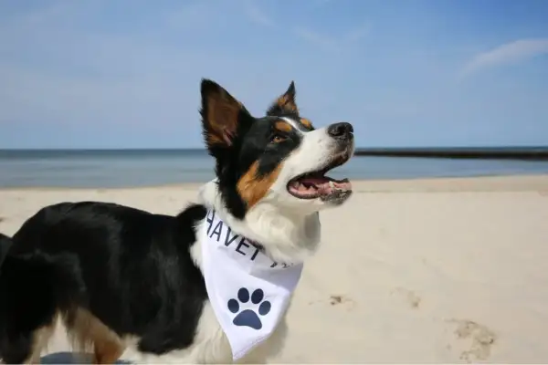 Radosny pies na plaży, gotowy na noclegi nad morzem z psem. Biała bandana z łapą i napisem "HAVET".
