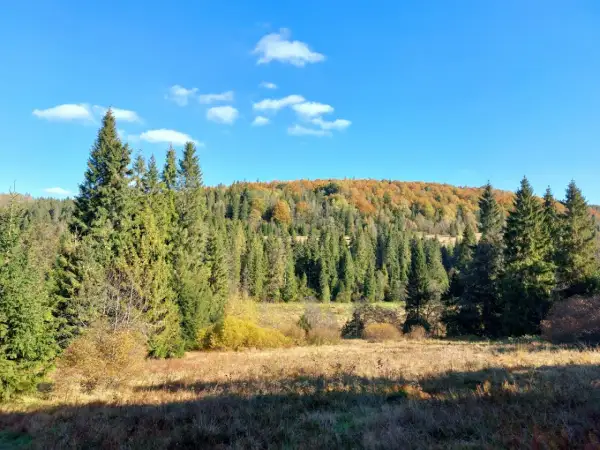Jesienne barwy lasów i łąk w Bukowcu, Bieszczady. Idealne miejsce na piesze wędrówki i podziwianie przyrody.